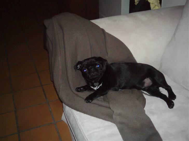 Mops Sigurd - Lad vær med at tage billeder når jeg prøver at sove billede 2