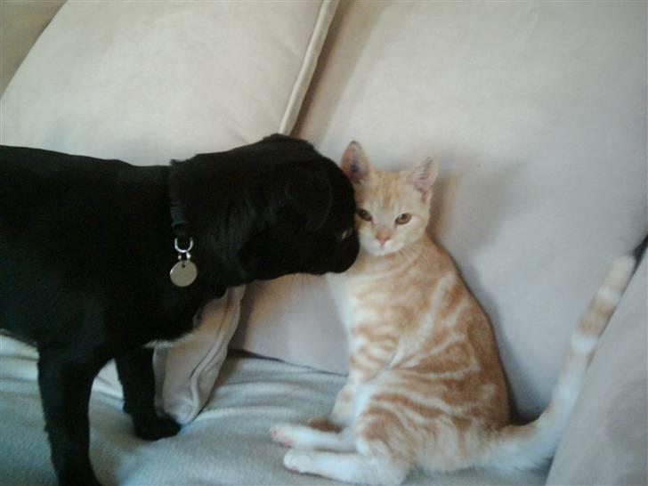 Mops Sigurd - HHHHMmmmmmmm katten gider ikke kysse billede 3