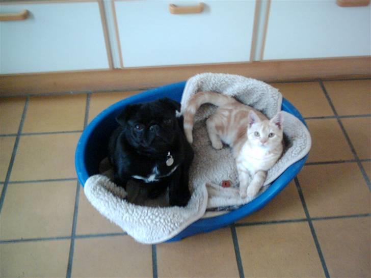 Mops Sigurd - det er dejligt at hygge billede 4