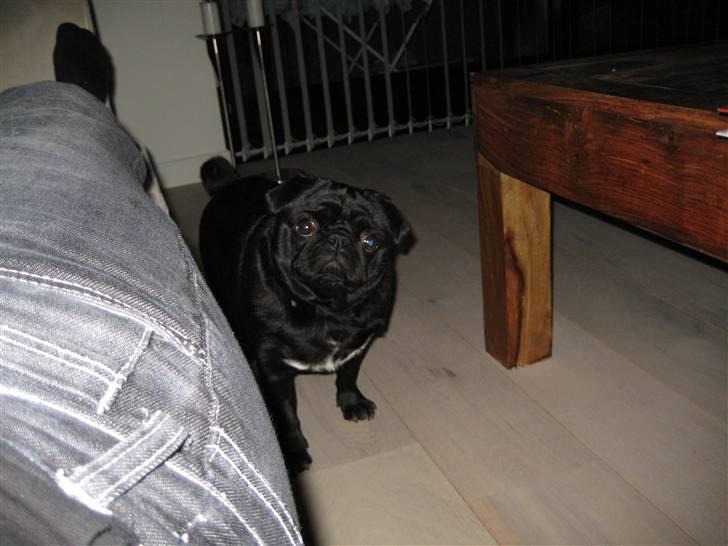 Mops Sigurd billede 5