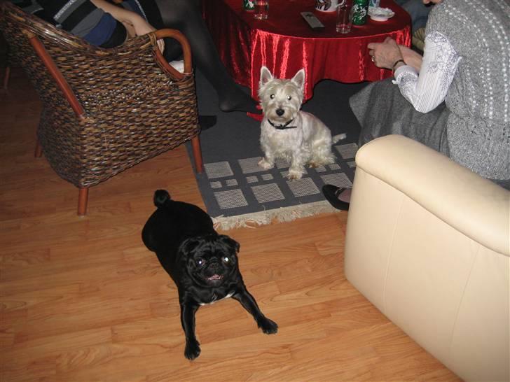 Mops Sigurd - Her er jeg med min fætter Mac billede 6