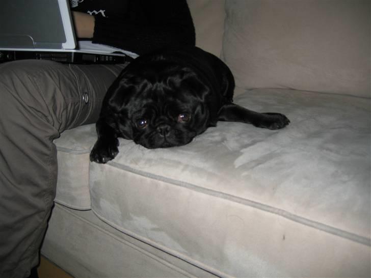 Mops Sigurd billede 7