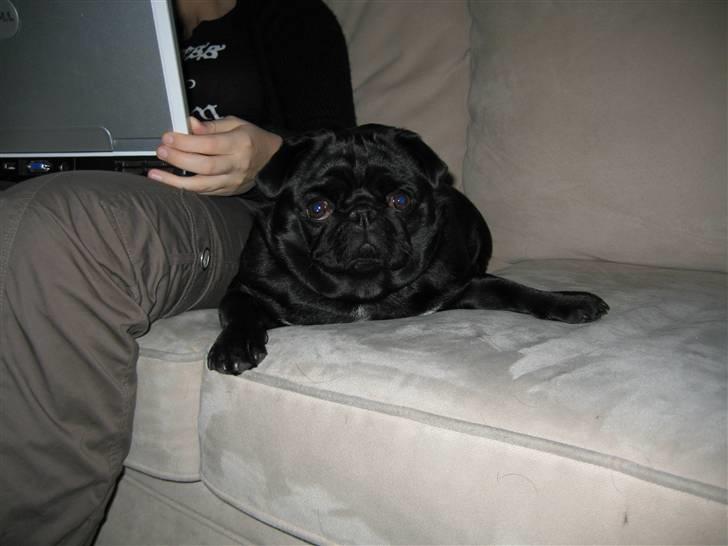 Mops Sigurd billede 8