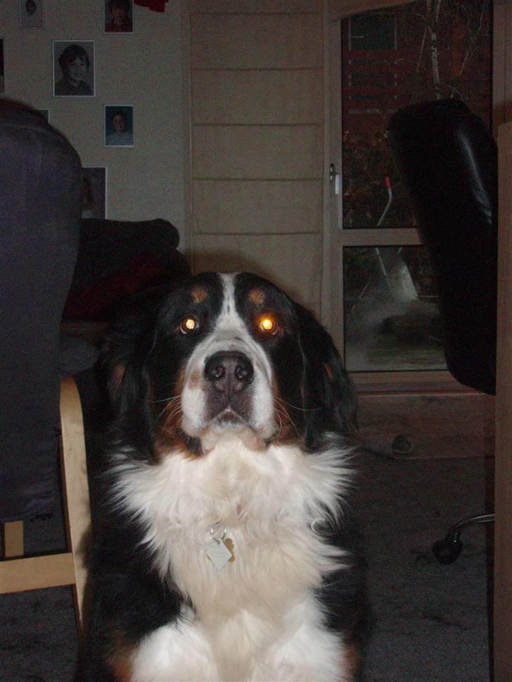 Berner sennenhund Aisa billede 1