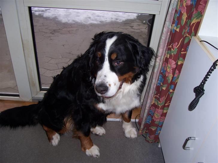Berner sennenhund Aisa billede 2