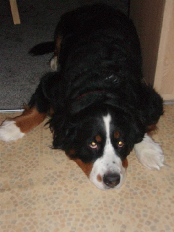 Berner sennenhund Aisa billede 3