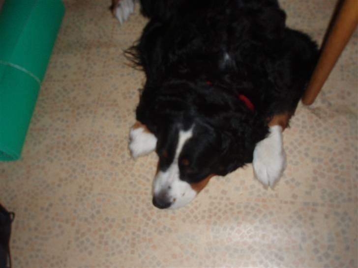 Berner sennenhund Aisa billede 4