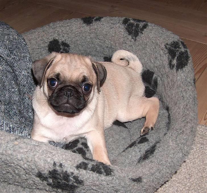 Mops Carla og nu også Manse - Her Manse så billede 12