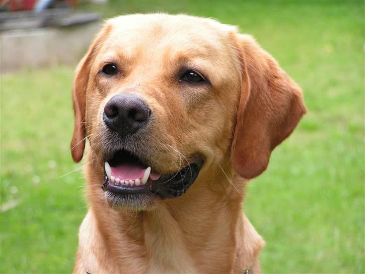 Labrador retriever Mailck billede 1