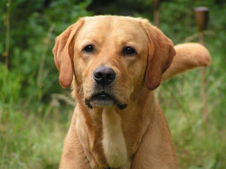 Labrador retriever Mailck billede 3