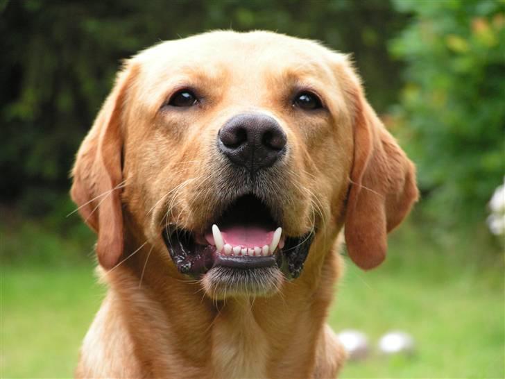 Labrador retriever Mailck billede 4