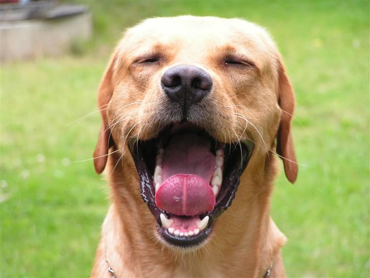 Labrador retriever Mailck billede 5