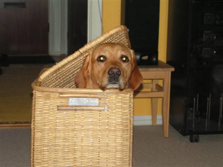 Labrador retriever Mailck billede 6