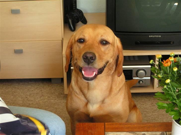 Labrador retriever Mailck billede 7