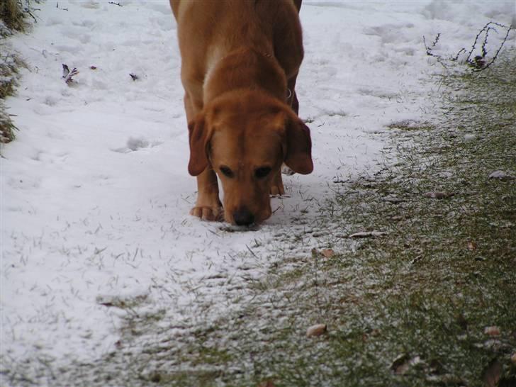 Labrador retriever Mailck billede 8