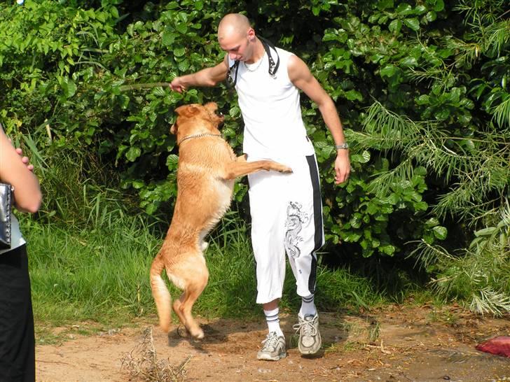 Labrador retriever Mailck billede 9