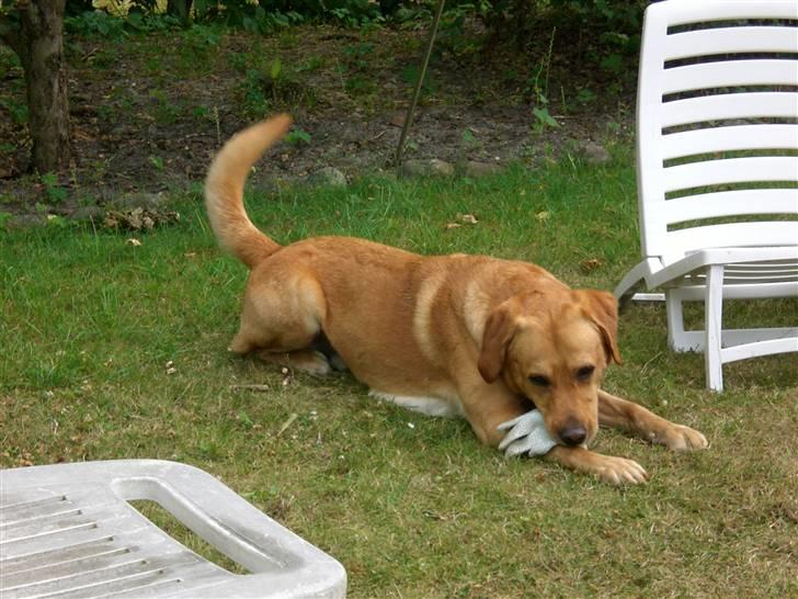 Labrador retriever Mailck billede 10