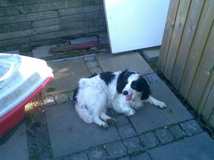 Blanding af racer Panda <'33 billede 12