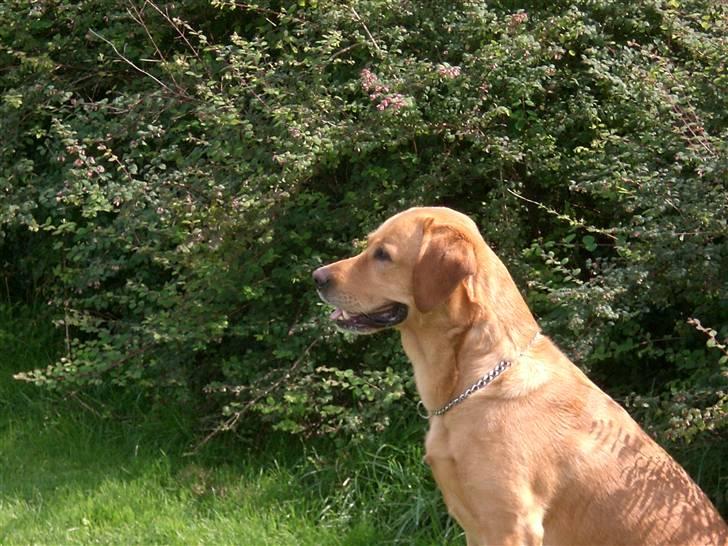 Labrador retriever Mailck billede 11