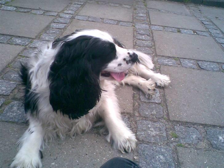 Blanding af racer Panda <'33 billede 14