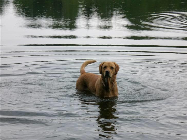 Labrador retriever Mailck billede 12