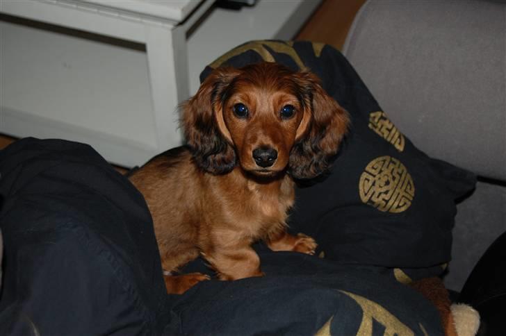 Gravhund nico billede 14