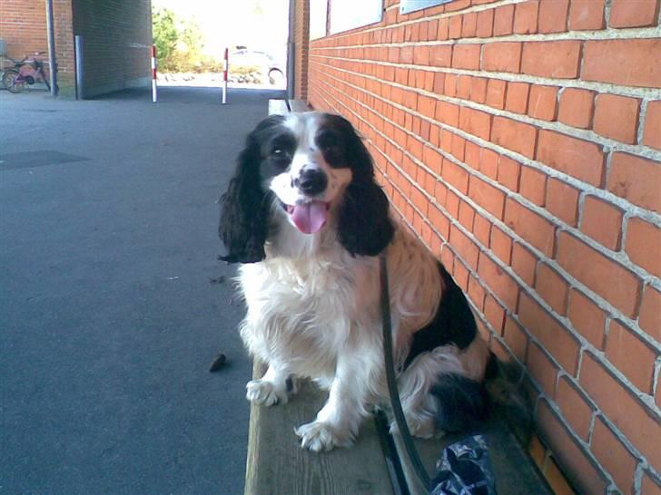 Blanding af racer Panda <'33 billede 15