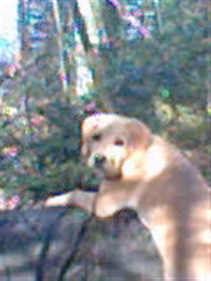 Labrador retriever Mailck billede 13