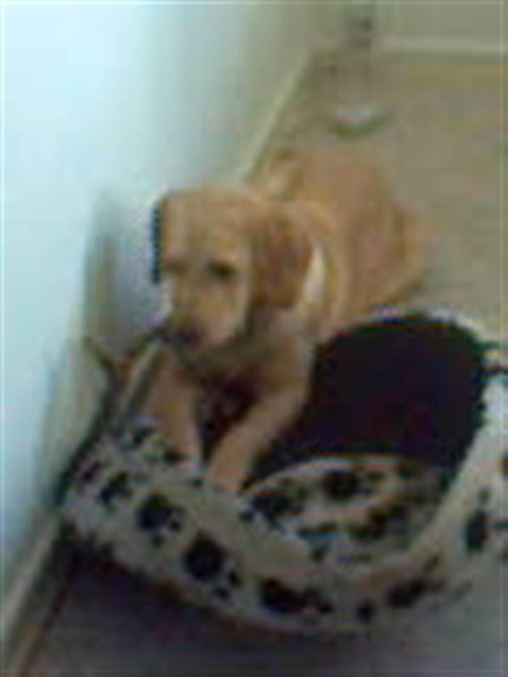 Labrador retriever Mailck billede 14