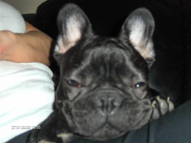 Fransk bulldog figo - jeg er godt nok træt her billede 8