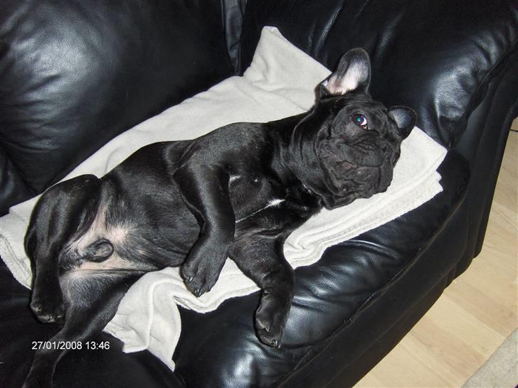 Fransk bulldog figo - napper lige en morfar billede 9