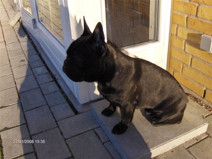 Fransk bulldog figo - nyder lige en lille sol stråle billede 10