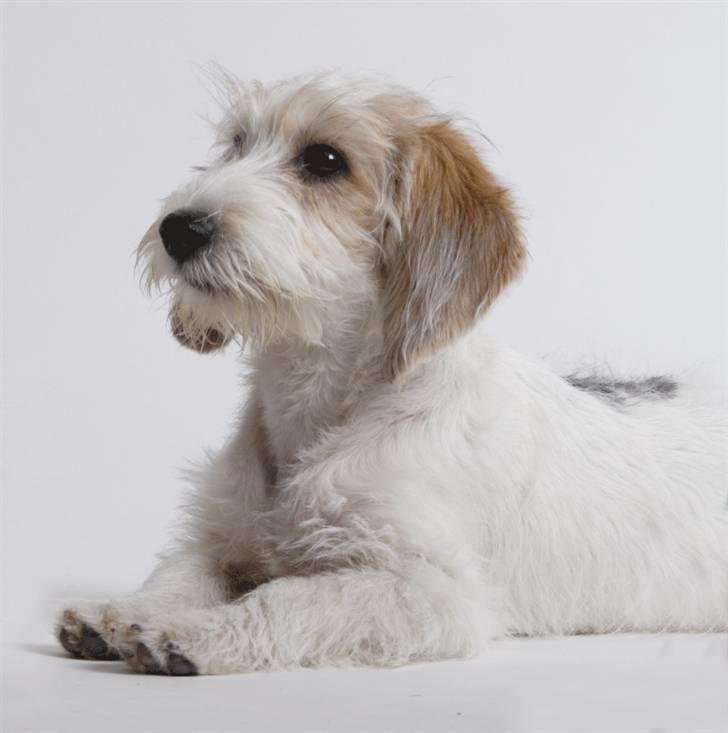 Petit basset griffon wendéen Dagmar - Skønne, smukke Dagmar billede 1