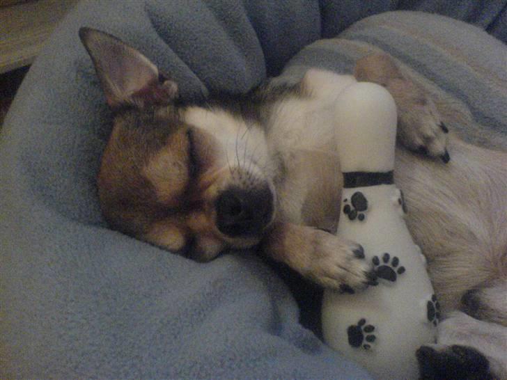 Pomeranian Tulle - Alfie -Tulles ven billede 18