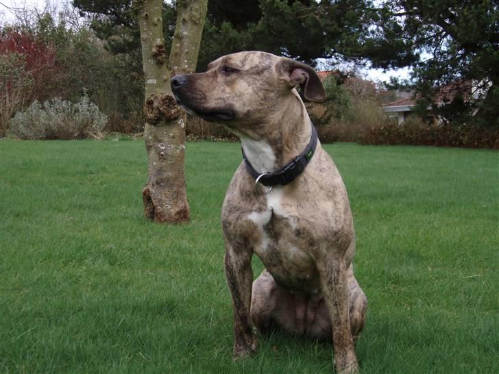 Amerikansk staffordshire terrier Theia billede 12