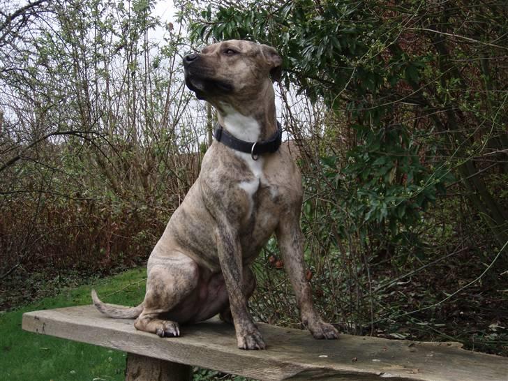 Amerikansk staffordshire terrier Theia billede 13