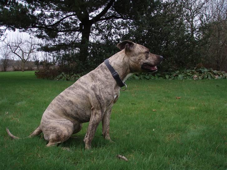 Amerikansk staffordshire terrier Theia billede 14