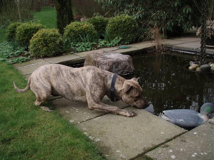 Amerikansk staffordshire terrier Theia billede 15