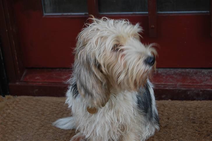 Petit basset griffon wendéen sipa(gudmors hund) - her er jeg... billede 1