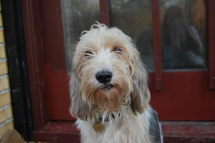 Petit basset griffon wendéen sipa(gudmors hund) billede 2