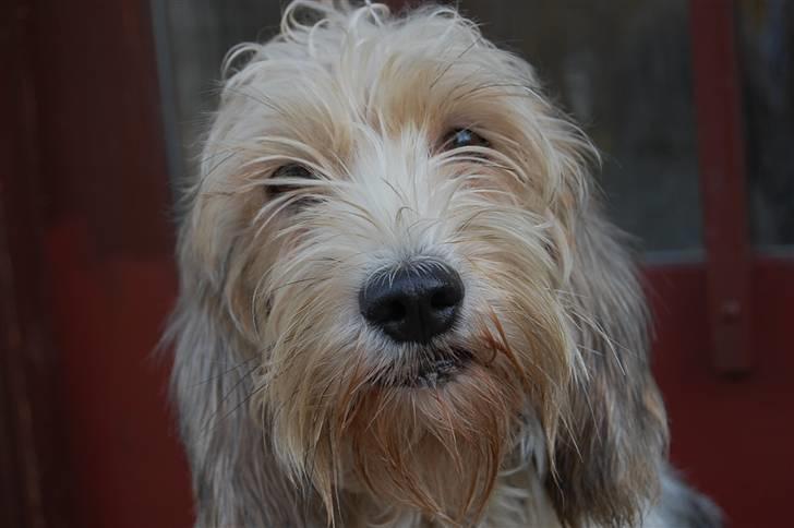 Petit basset griffon wendéen sipa(gudmors hund) billede 3