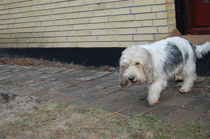 Petit basset griffon wendéen sipa(gudmors hund) billede 4