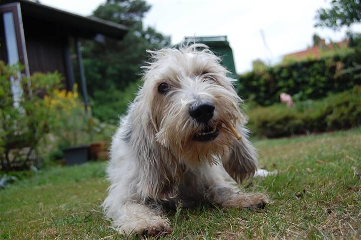 Petit basset griffon wendéen sipa(gudmors hund) billede 5