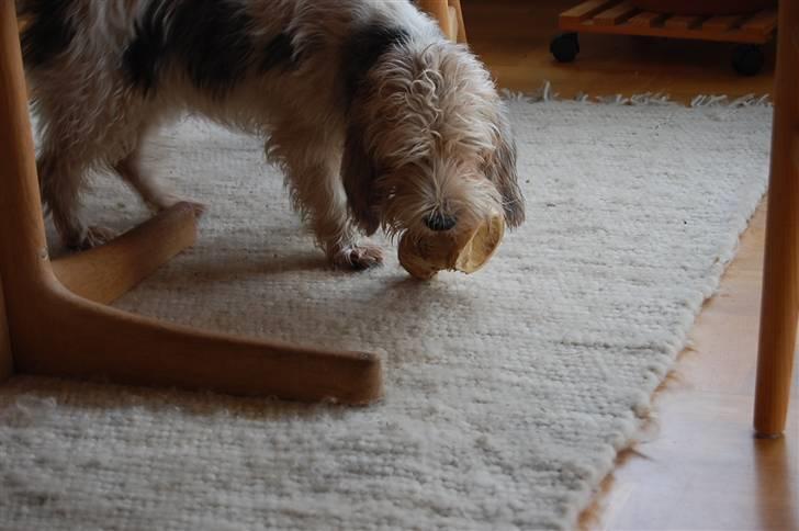 Petit basset griffon wendéen sipa(gudmors hund) billede 6