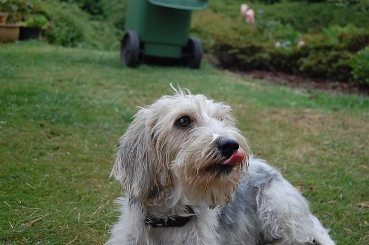 Petit basset griffon wendéen sipa(gudmors hund) - se min tunge. billede 7