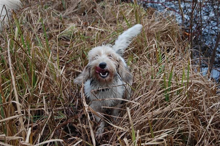 Petit basset griffon wendéen sipa(gudmors hund) billede 8