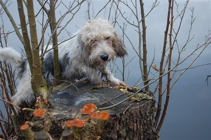 Petit basset griffon wendéen sipa(gudmors hund) - er jeg ikke modig billede 9