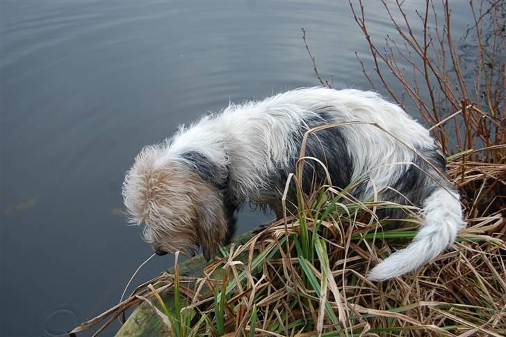 Petit basset griffon wendéen sipa(gudmors hund) billede 11