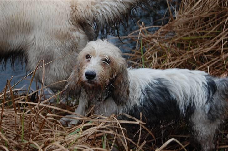 Petit basset griffon wendéen sipa(gudmors hund) billede 12