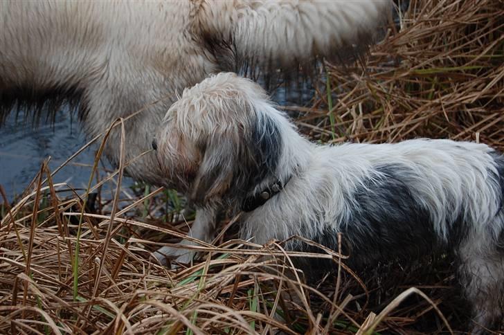 Petit basset griffon wendéen sipa(gudmors hund) billede 13